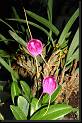 Masdevallia hibrida magenta * Rodrigo Remolina 
 * Rodrigo Remolina 
